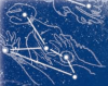 The "Tenome" constellation, as seen in Touhou Kourindou.